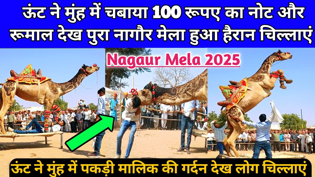 ऊंट ने मुंह में चबाया 100 रूपए का नोट और पकड़ी मालिक की गर्दन लोग चिल्लाएं। Nagaur pashu mela 2025।