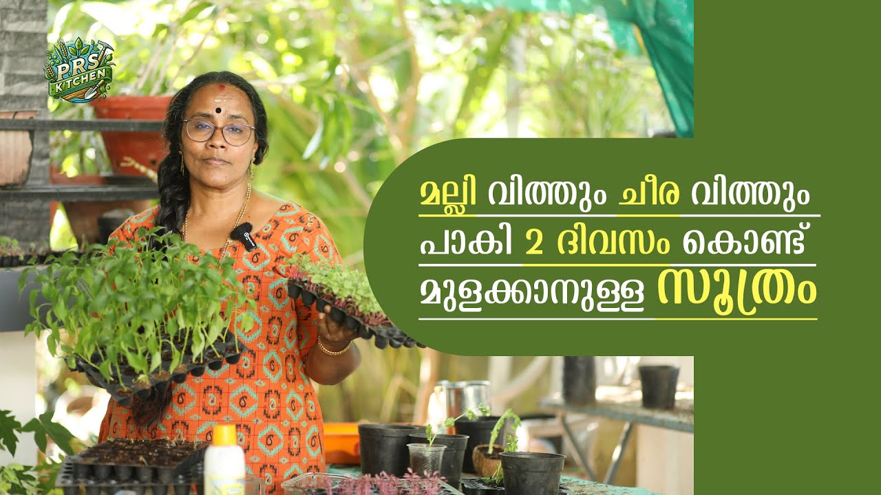 രണ്ടേ രണ്ട് ദിവസം മതിമല്ലിയും ചീരയും മുളയ്ക്കാനുംകാട് പോലെ വളരാനും | Seed Treatment| Prs Kitchen