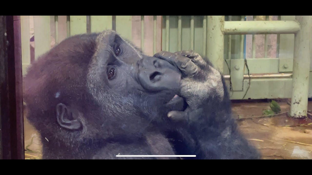 モモタロウ大激怒　怒られてションボリするゲンタロウ　ゴリラ　Momotarou's rage, Gentaro's gorilla who gets angry and gets angry