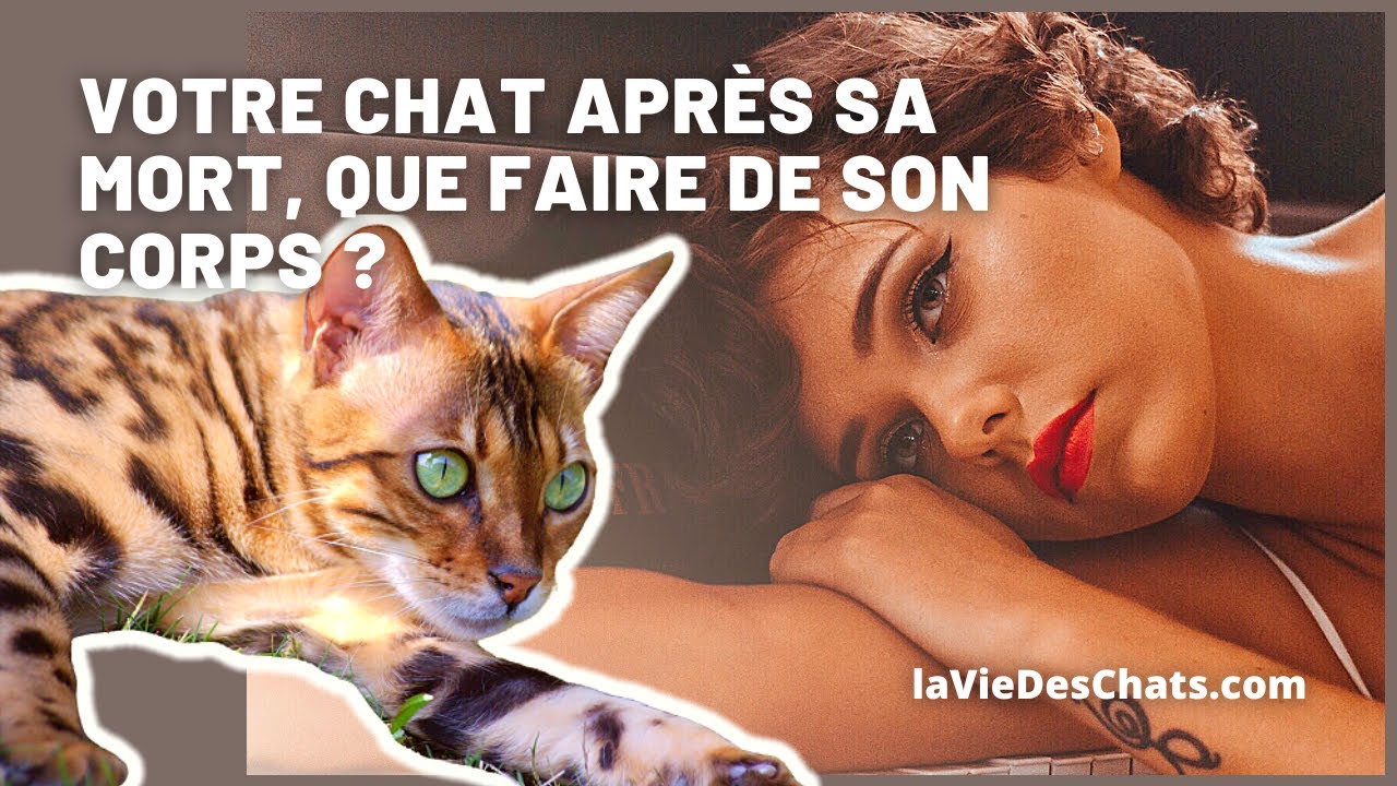 OÙ ET COMMENT ENTERRER VOTRE CHAT MORT ? Les Infos pratiques