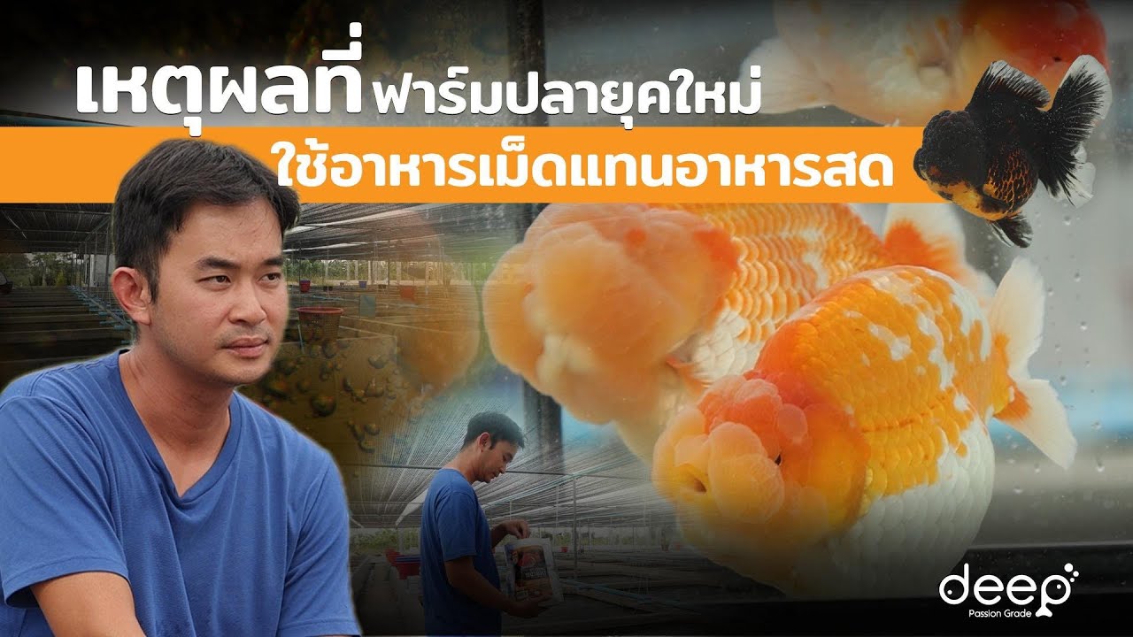 วิธีทำฟาร์มปลาทองแบบคนรุ่นใหม่ Nana Goldfish