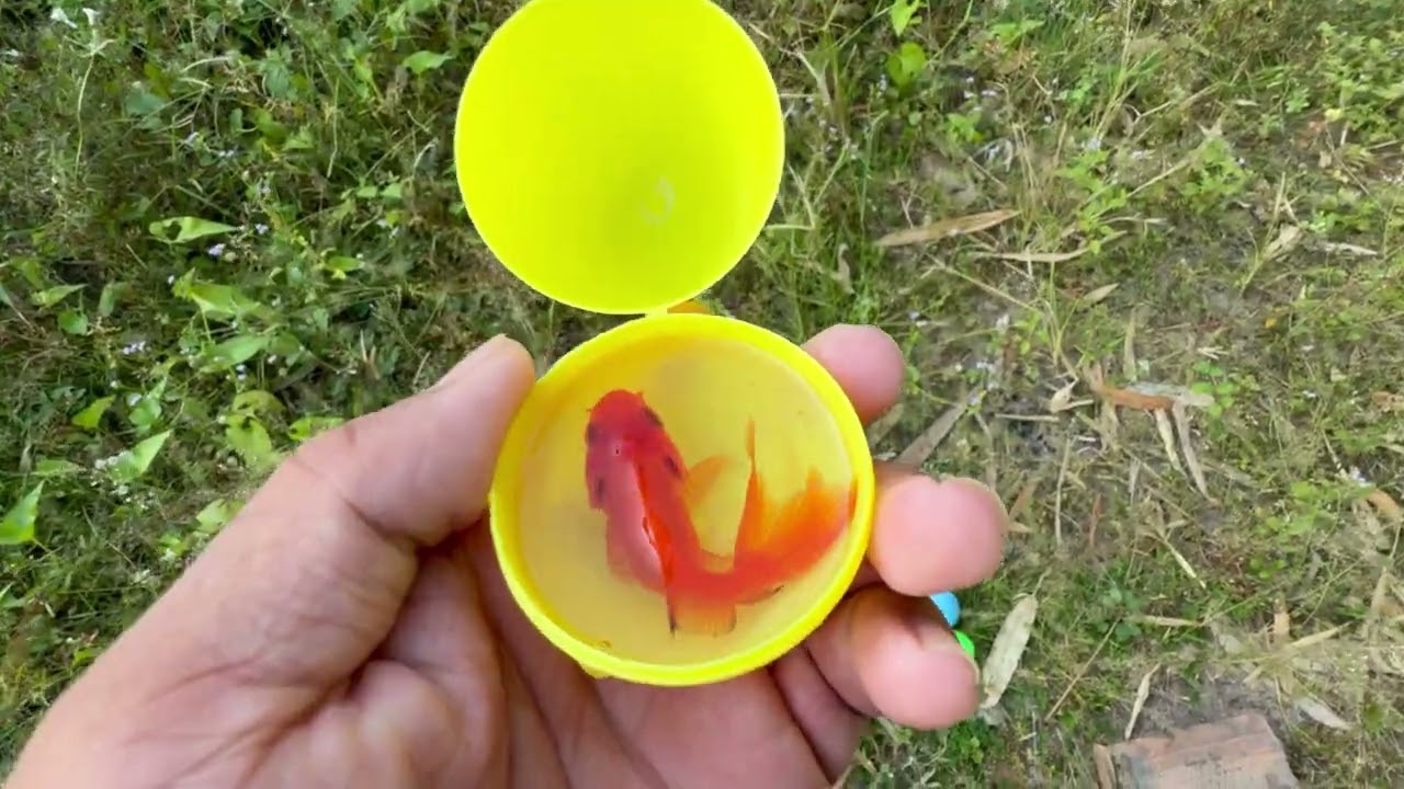 Amazing Giant Aquarium Egg Hunt – Carp, Guppy & Betta Catching🐍