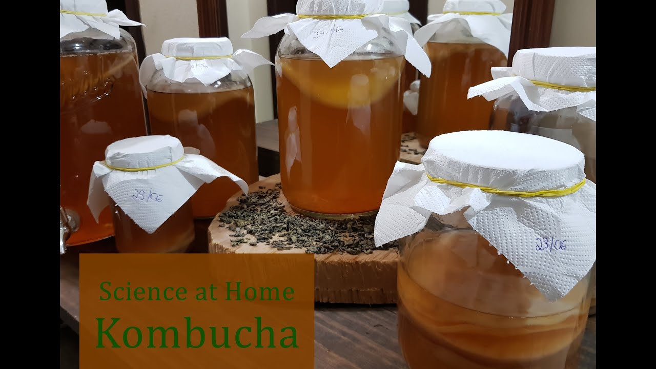 KOMBUCHA - PERGUNTAS E RESPOSTAS