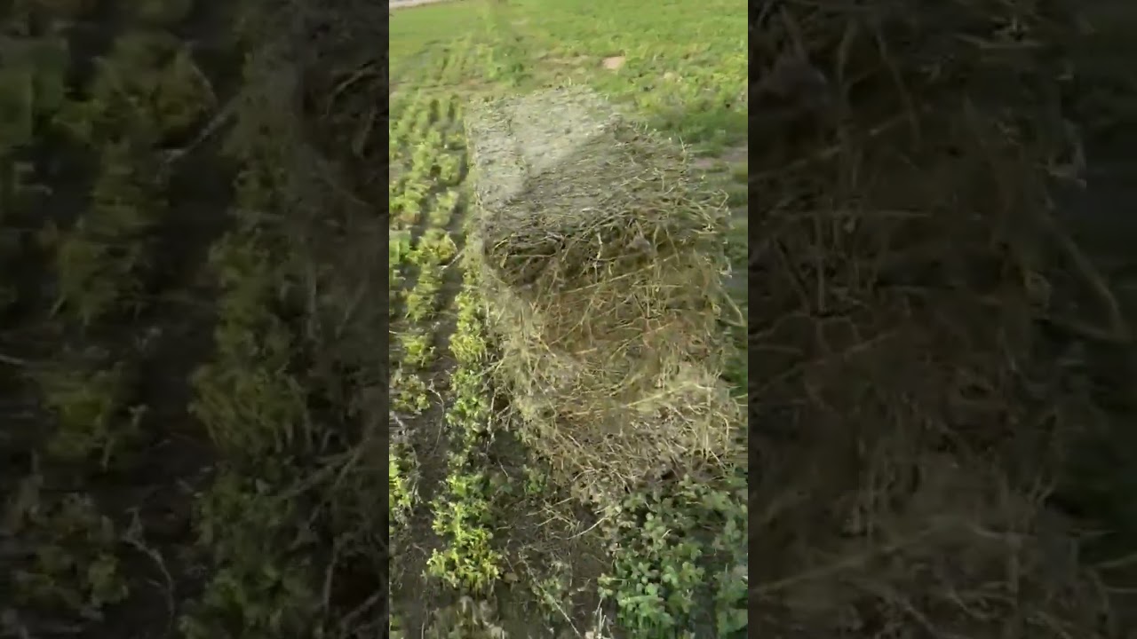 Fresh baled alfalfa
