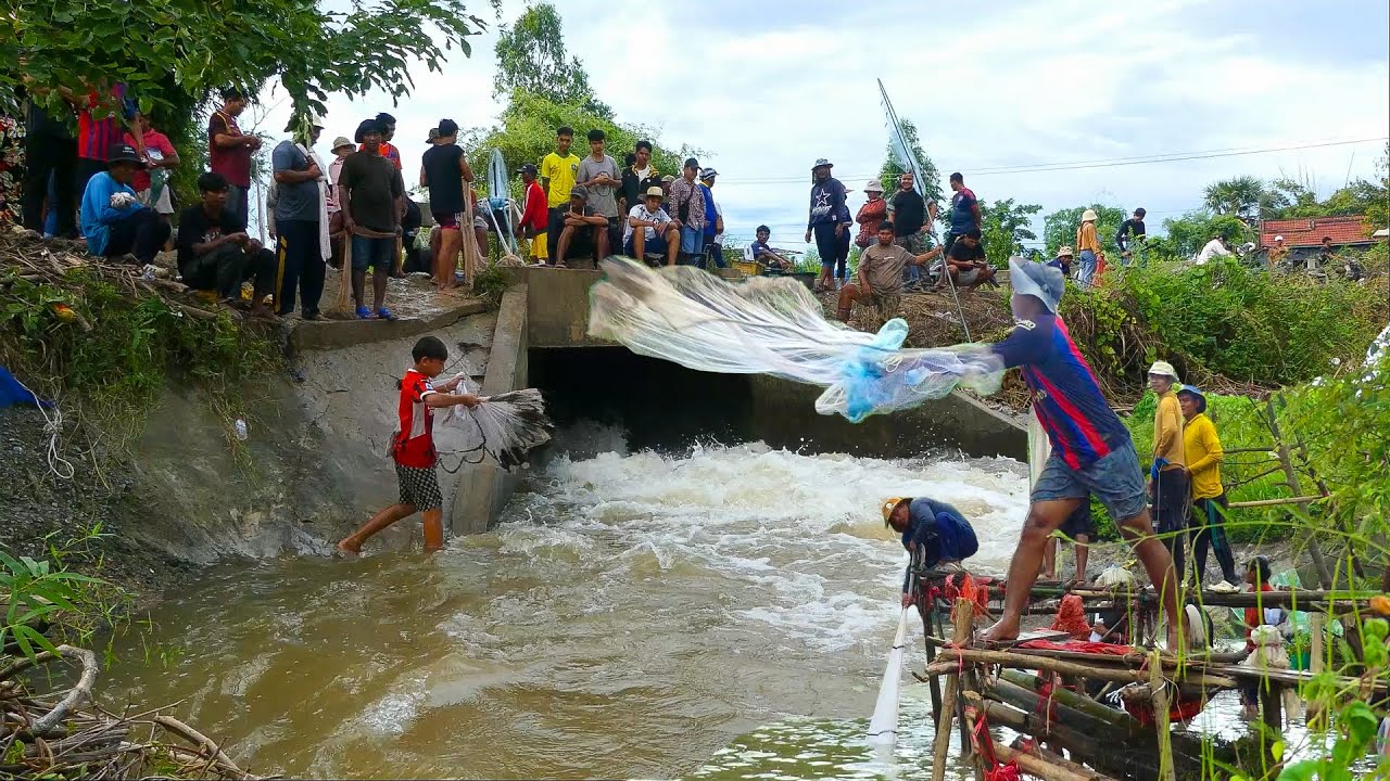 Real Life Fishing 100%, Fisherman Cast Net Fishing Find Many In River At The Countryside.