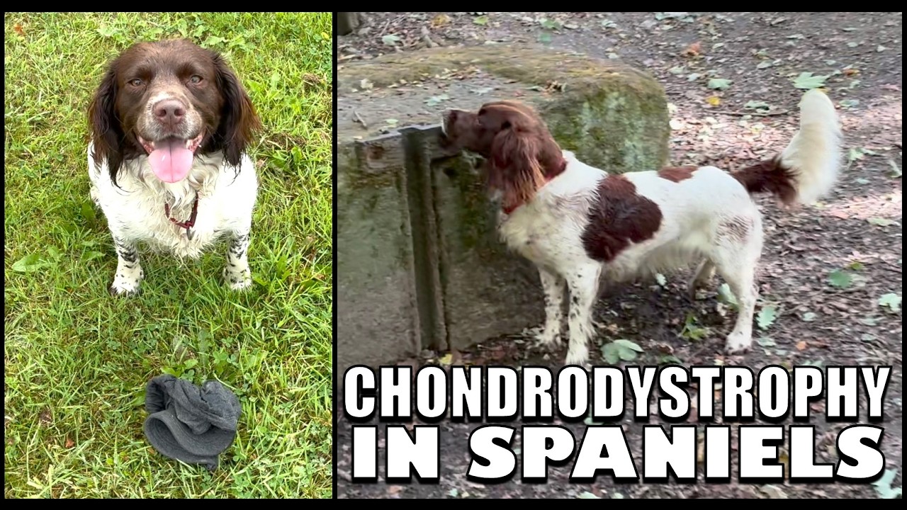 Cassie has Chondrodystrophy