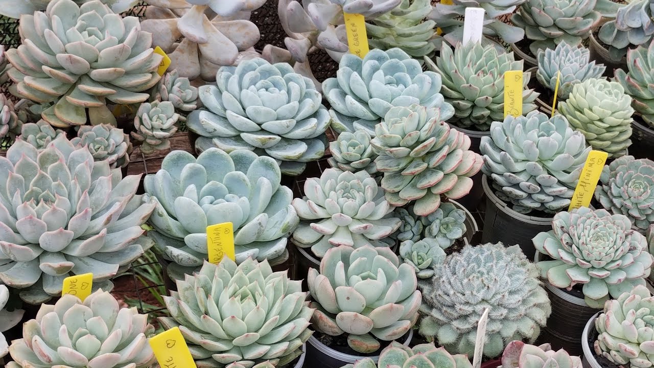 Por ORDEM DE COR organizei a coleção pessoal na estufa nova #succulents #atualização