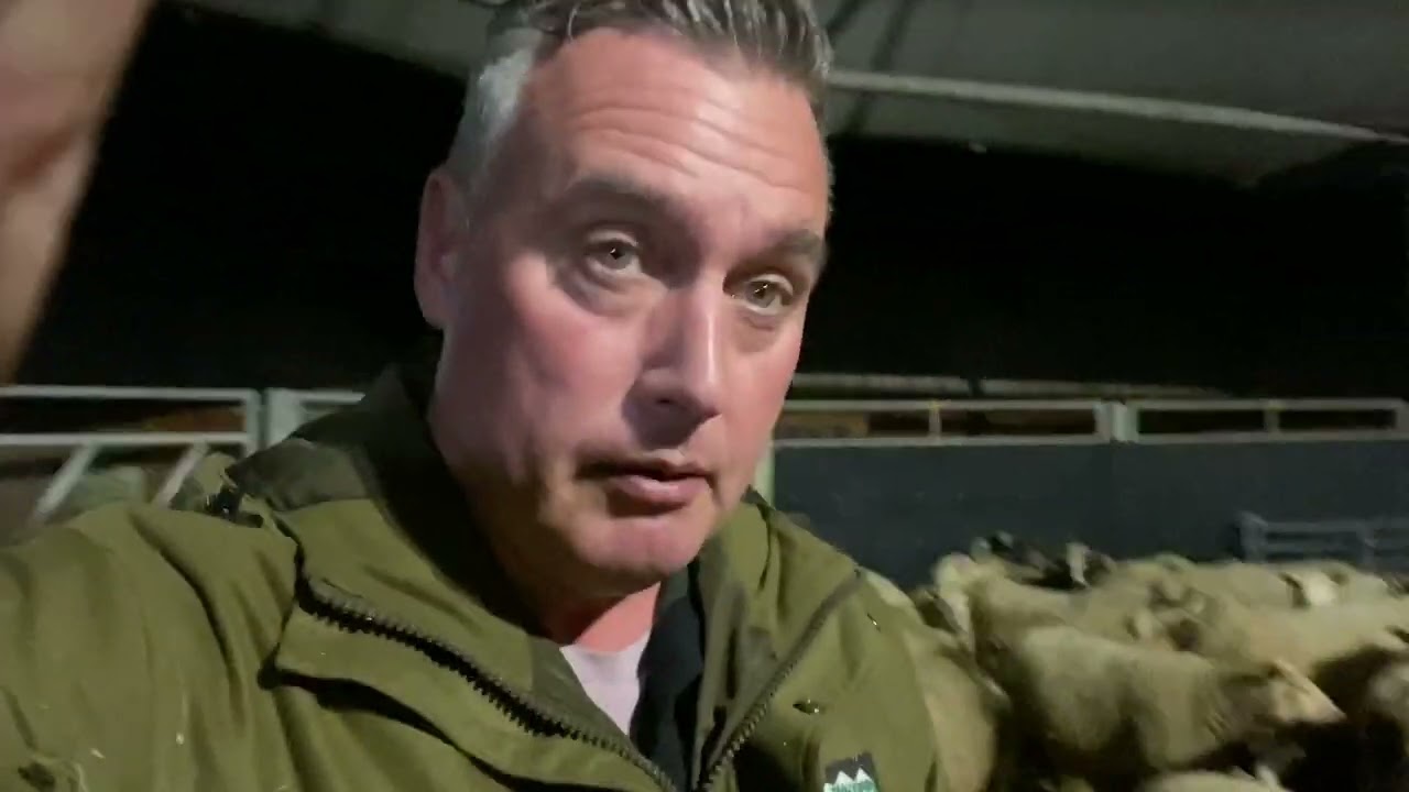 Окот ягнят в круглом сарае - ферма Кэннон Холл