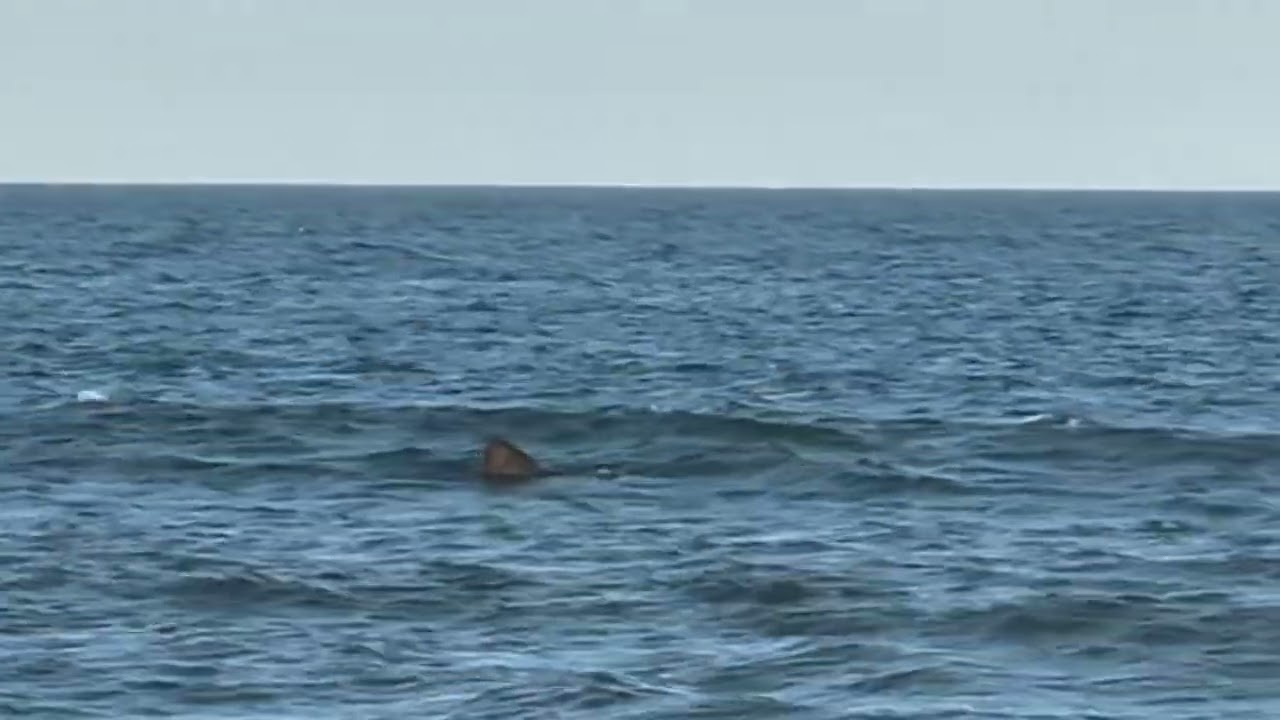 BIG SHARK spotted on the beach - Jersey Shore Shark!