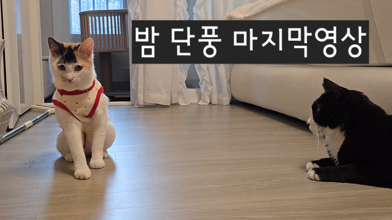밤 단풍 마지막 브이로그🌰🍁 #catsvlog 