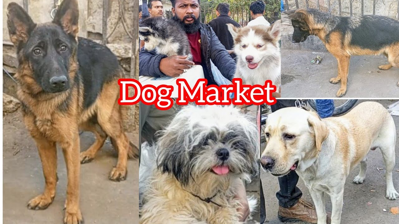 Saddar Dogs Market Karachi Pakistan | German Shepherd | Pitbull | Labrador | Husky | 12 Jan 2024