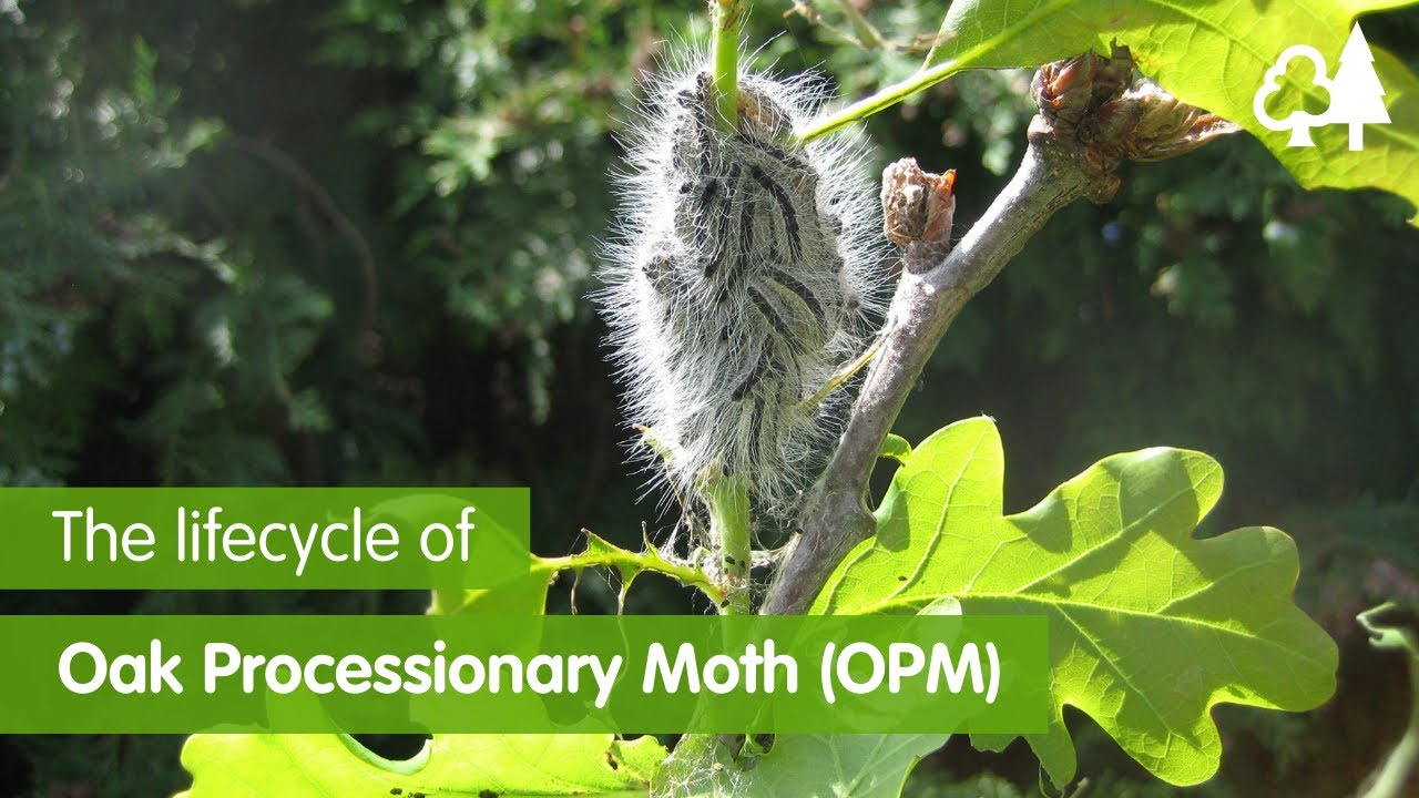 The Lifecycle of Oak Processionary Moth (OPM)