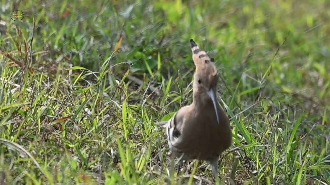 The busy Common Hoopoe/हुदहुद/মোহনচুড়া/Dài shèng (戴胜)/Tsalapeteinos #bird #feedingtime