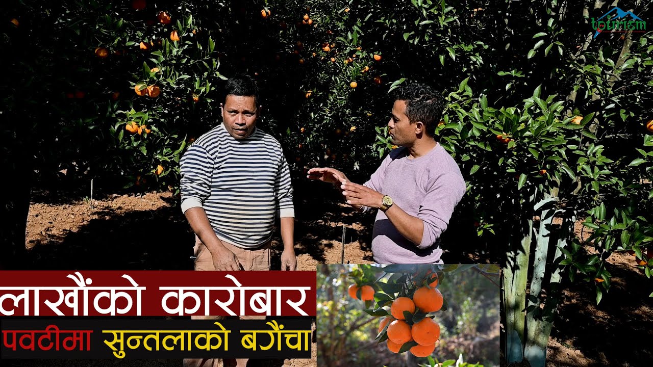 पवटीक्षेत्रमा सुन्तला खेतीबाट वार्षिक १२ करोड आम्दानी ।।  ।। Melung-pawati Orange.
