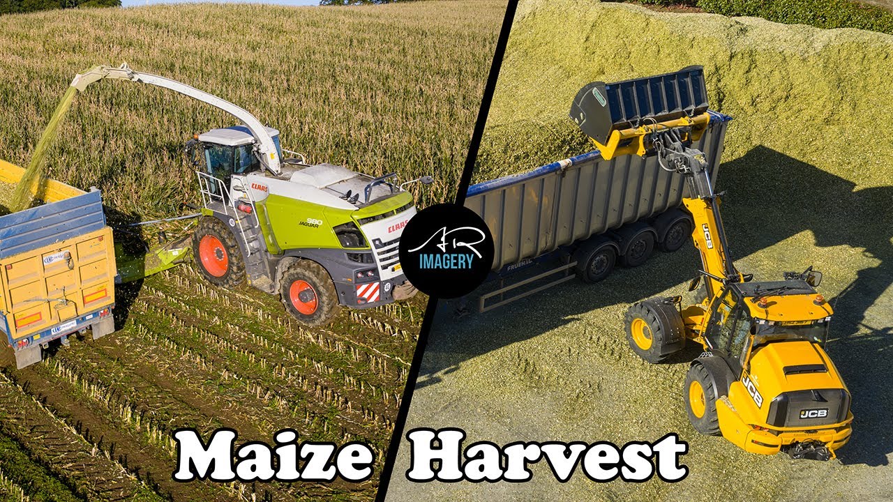Maize Harvest 2025 | Claas Jagaur 980 | JCB TM320s loading Lorries