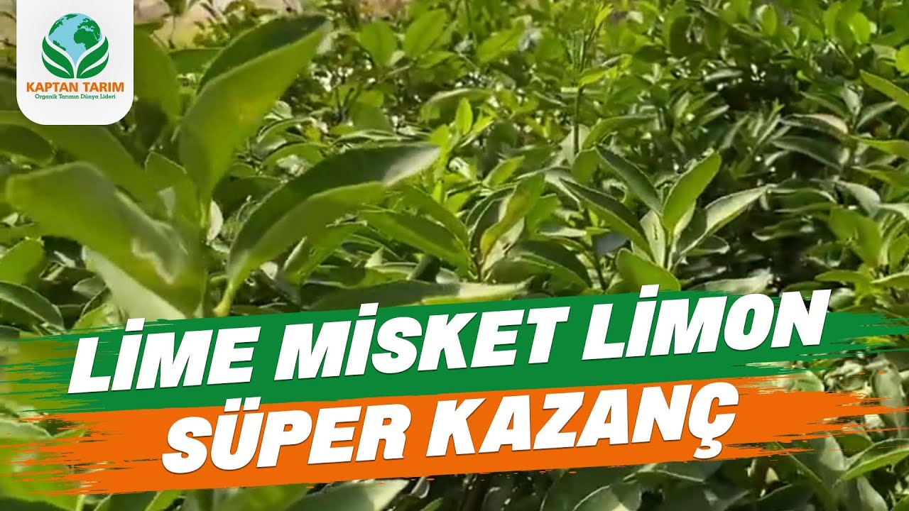 Lime Misket Limon Fidanlarımız
