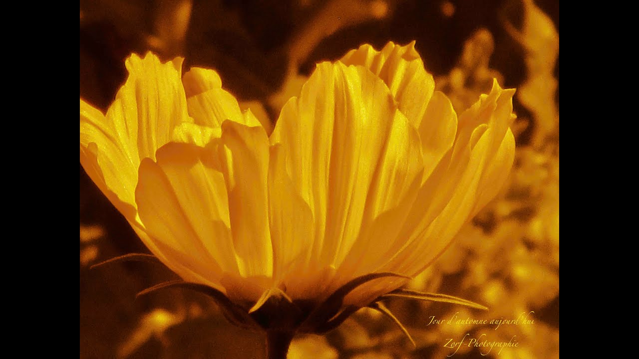 LE DETACHEMENT  - Message de LUMIERE  -  Francoise Roz - 25-12-2025