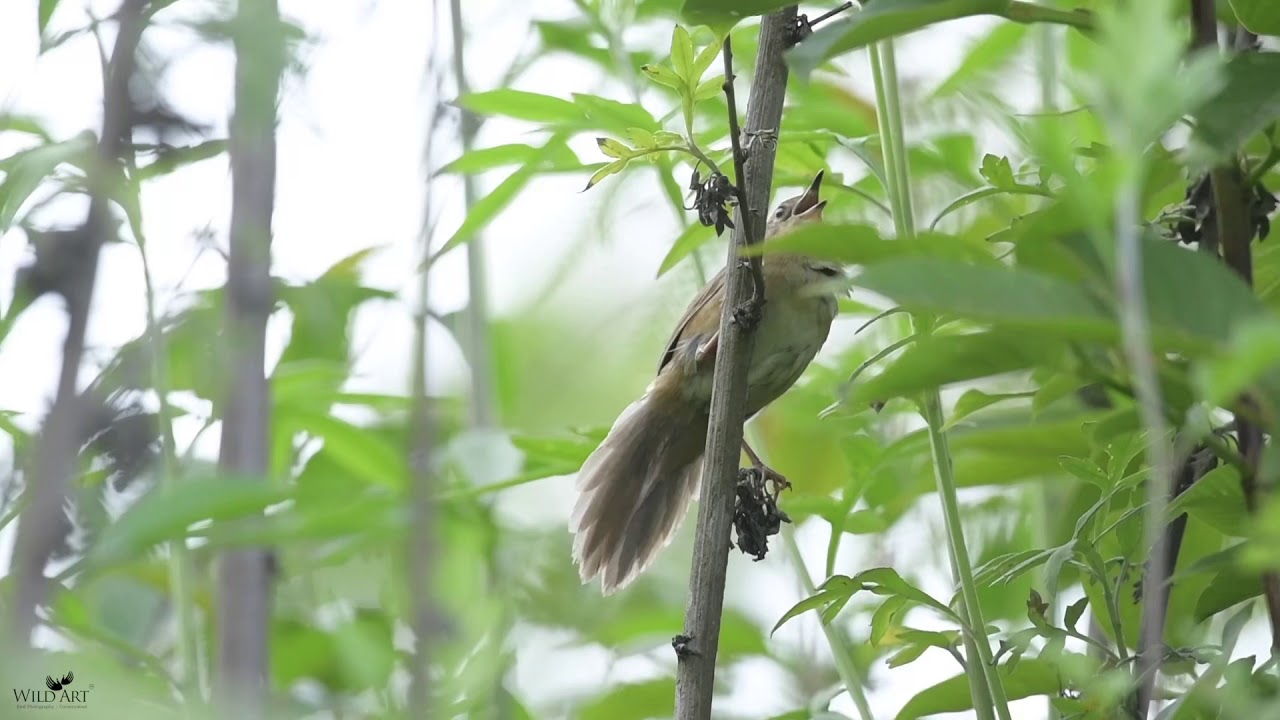 Russet Bush Warbler