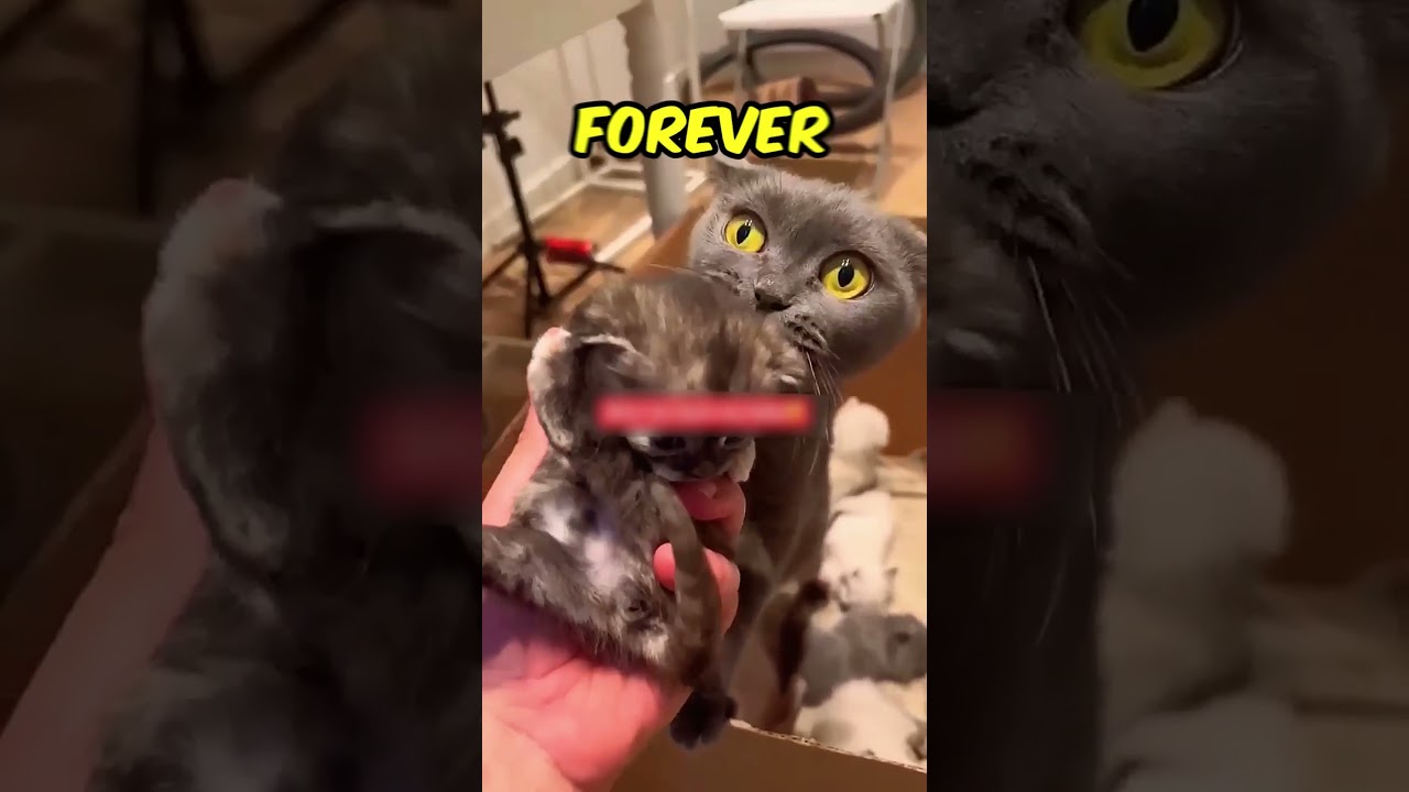 This Mom Cat PROTECTED Her Baby 😻💜 