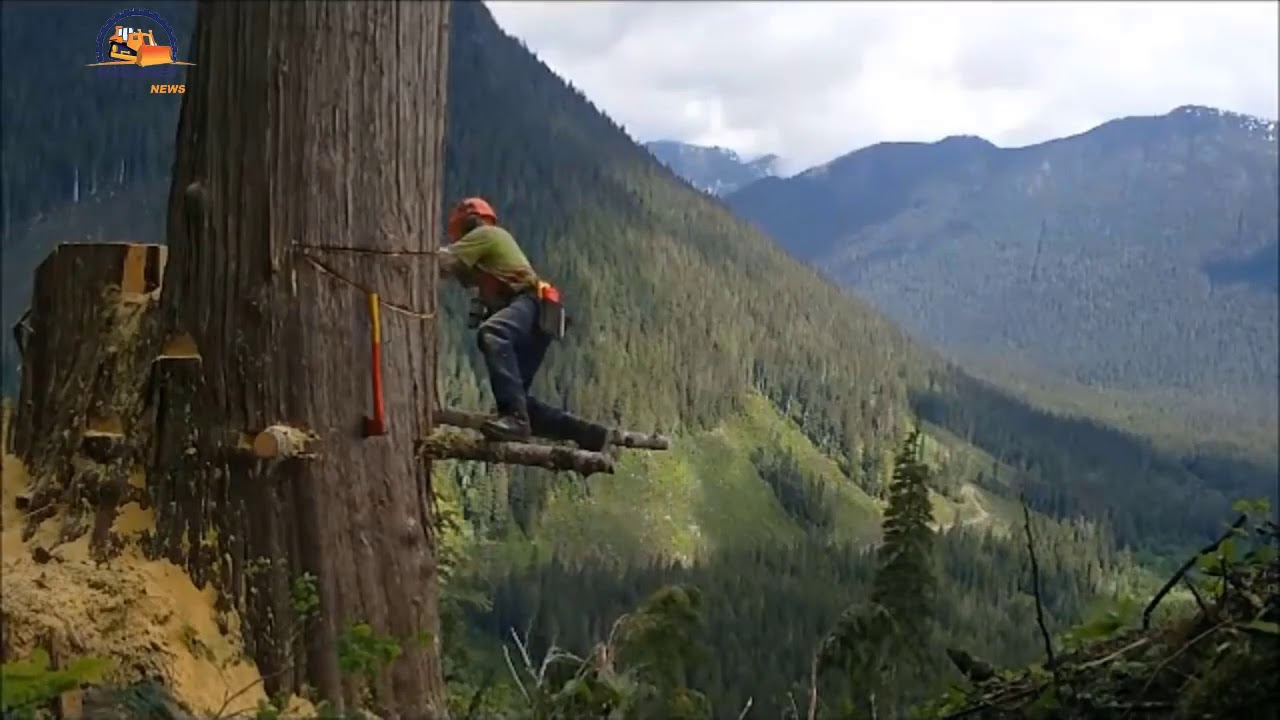 Talas De Arboles Gigantes Recopilaci&oacute;n 2019