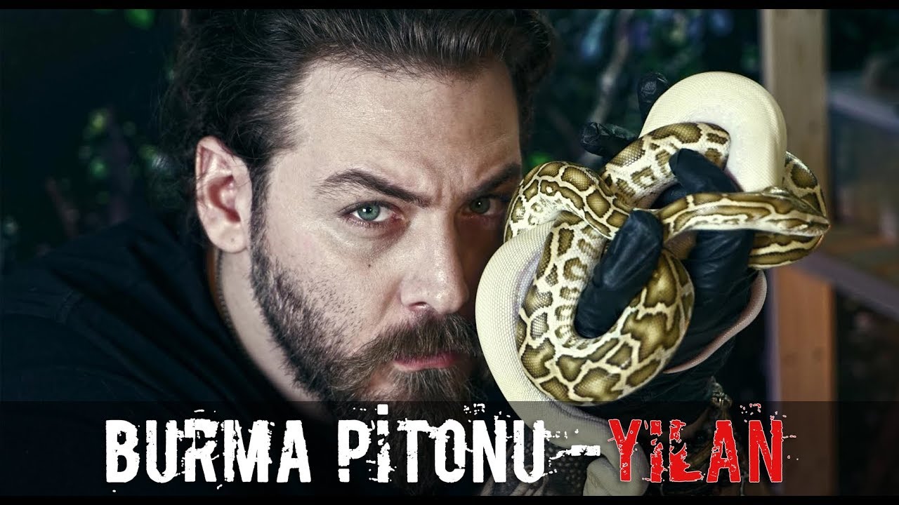 DEV BURMA PİTONLARI - TATLIŞ MI TATLIŞ :)