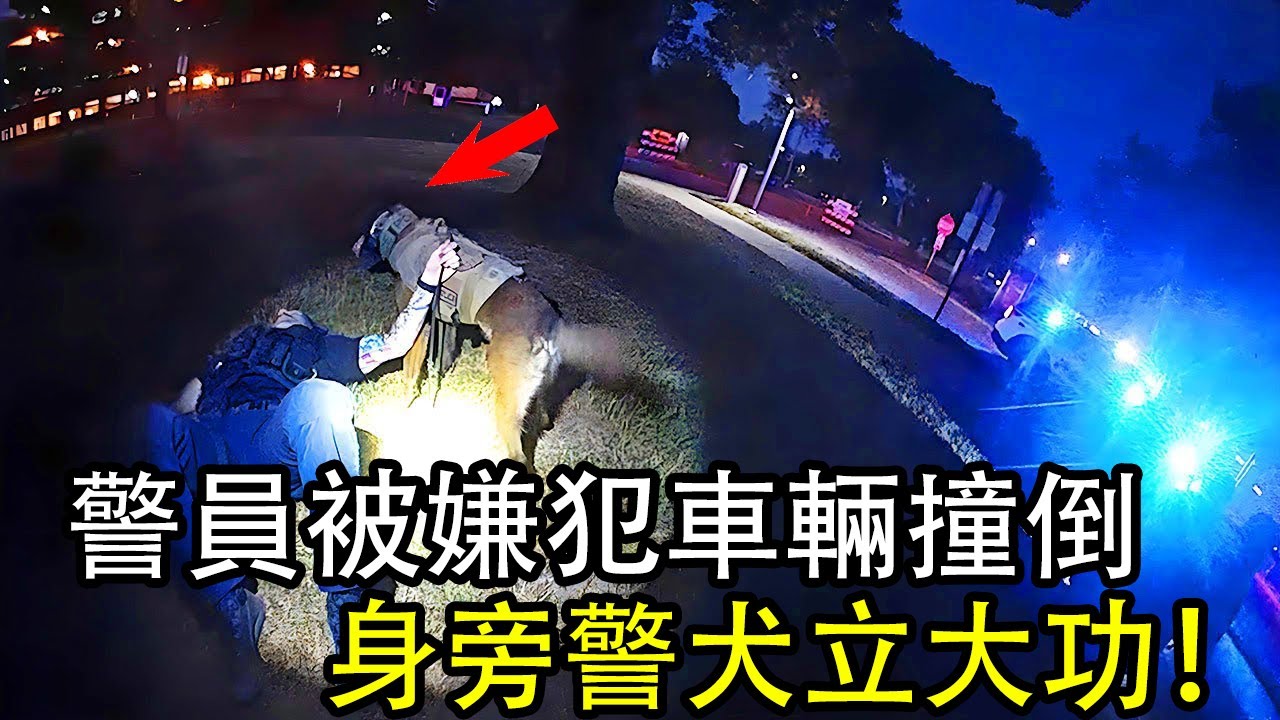 警員追擊嫌犯被車輛撞倒，身旁警犬立大功！