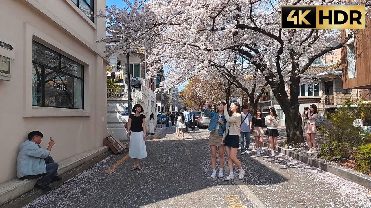 Seoul Cherry Blossoms Walk 4K | Yeonnam-dong & Hongdae Spring Street Walking Tour | 연남동, 홍대 벚꽃 만개 거리