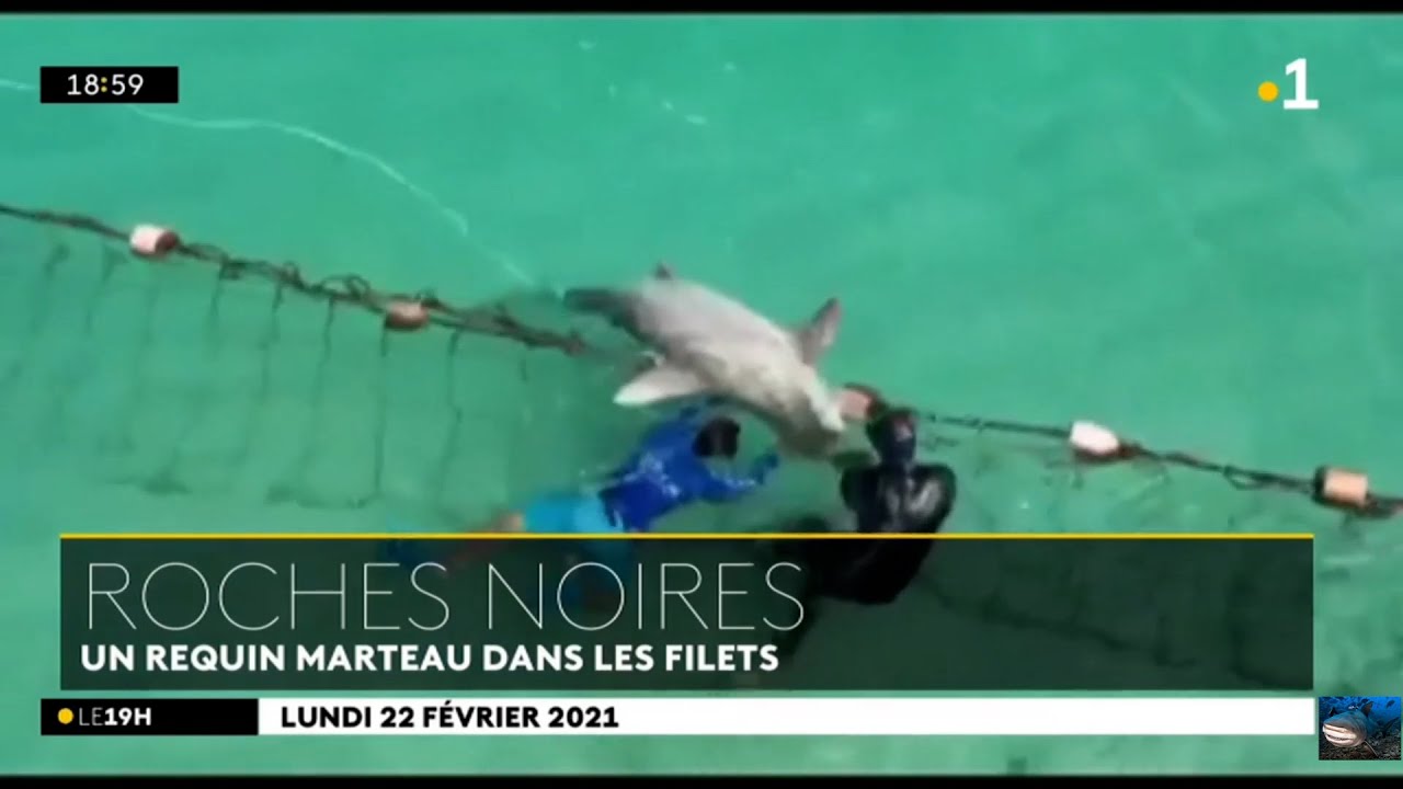 🇷🇪🦈Roches Noires : un requin marteau dans les filets - 22/02/2021
