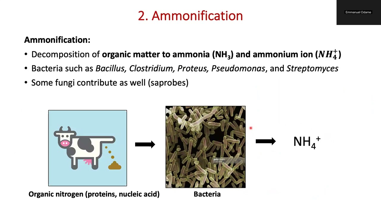 Microbial Ecology