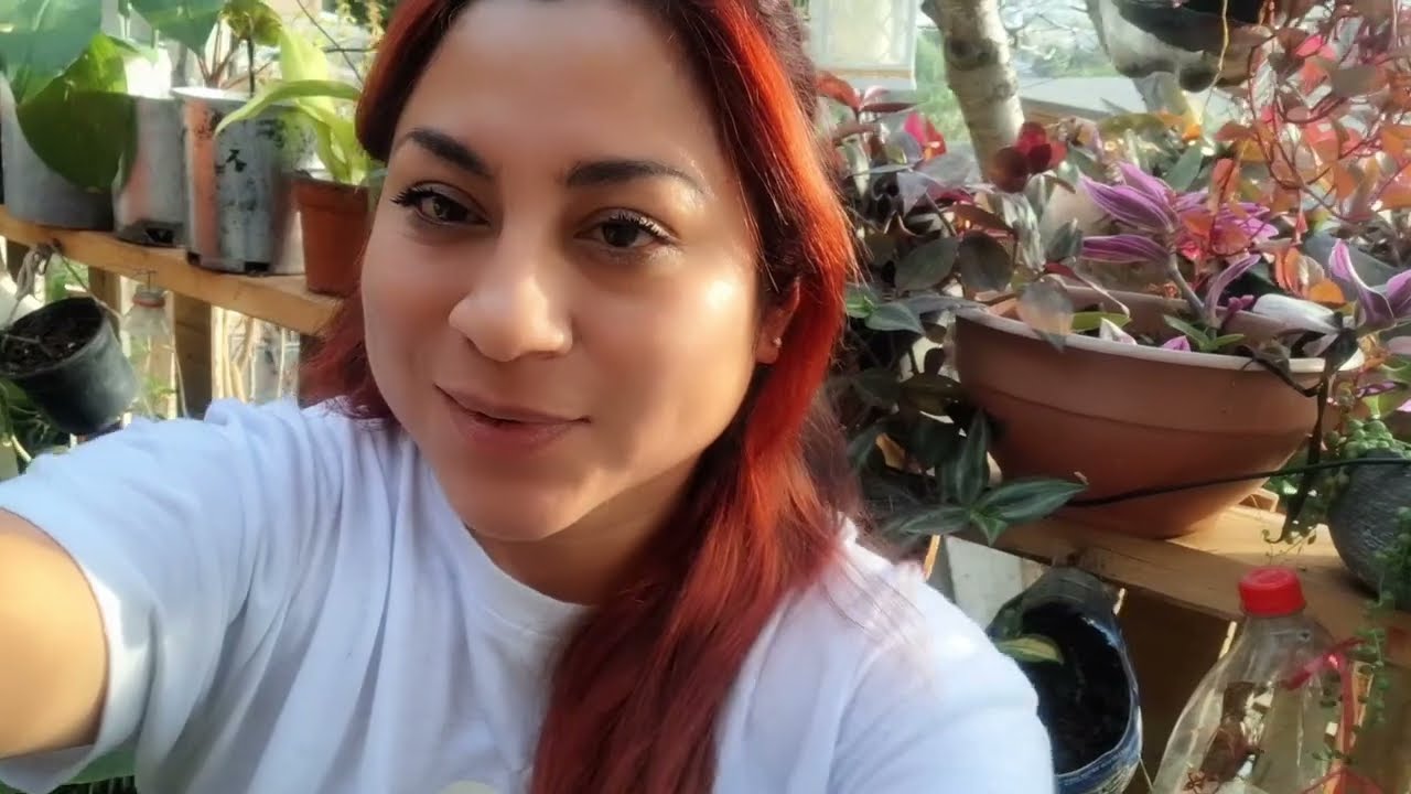 Crecieron rápido estas plantas 