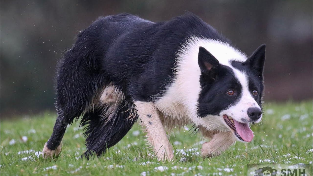 Glebe Fort Cap.. 24 months old. Lot 15 Skipton On field sale with online bidding 27th February 