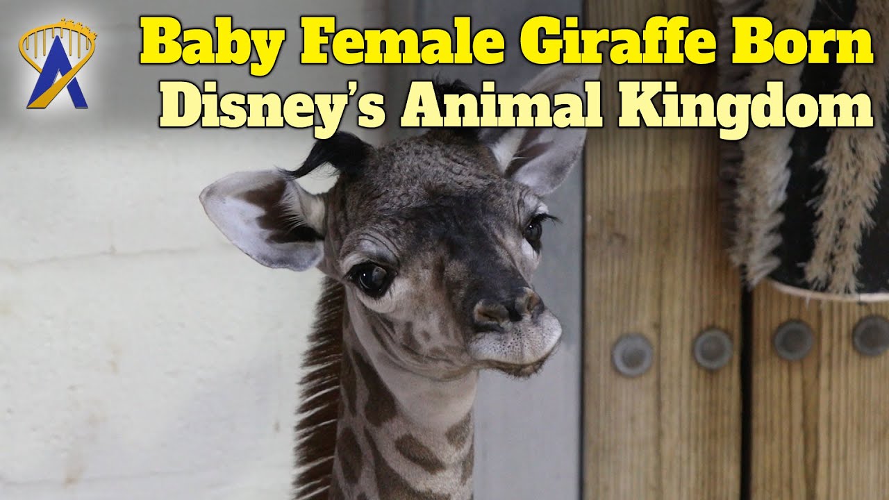 Baby Female Giraffe Born at Disney's Animal Kingdom