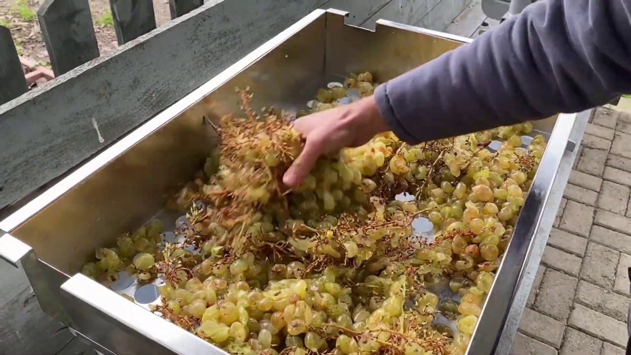 Pratik #Grifo #Üzüm Sap Patlatma ve Üzüm Sıkım Presi ve Elek ile Nasıl Üzüm Kırılır ve Sıkılır ?