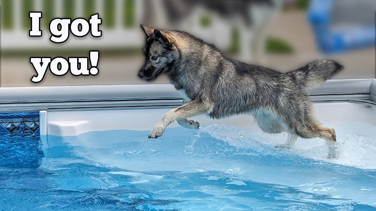 My Dog JUMPED Into the Pool To Save Her Dad!