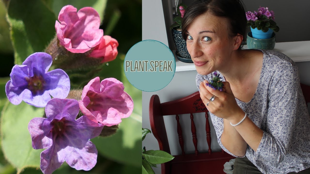 ЛУНГВОРТ (Pulmonaria) / как выращивать / многолетники для полутени / ландшафтные многолетники / д...