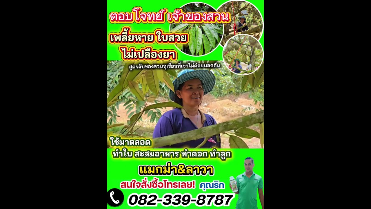#สวนทุเรียน แก้ปัญหาถูก ลูกสวย ผลผลิตดี คลิปนี้ มีคำแนะนำ #เพลี้ยไก่แจ้ #เพลี้ยไฟ 0823398787