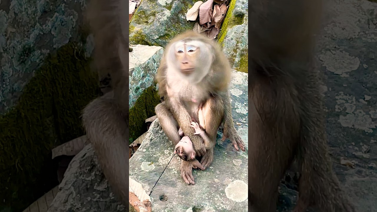Lovely baby LiLy and Mom Libby #shorts #monkey #animals #babymonkey