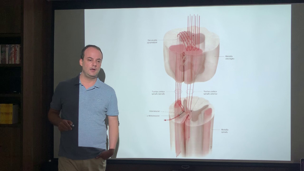Vias Descendentes - Neuroanatomia