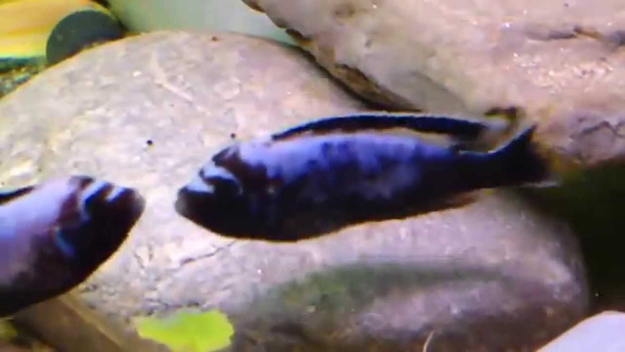 Metriaclima sp. Msobo Magunga