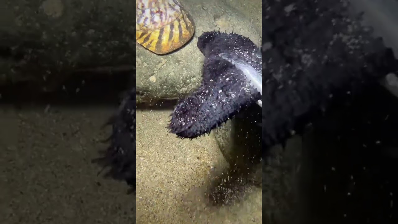Catching Seafood Under the Sea ▶️ 20 #Ocean #DeepSea #Fishing #Beach