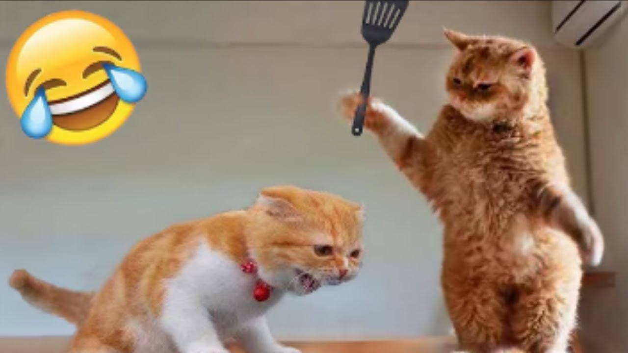 Compilado dos animais mais engraçados do mundo! 😂