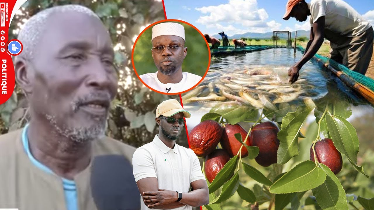 Miracle à Touba, un champ avec pisciculture, jujubiers, Mor Niane Buma État Diapalé dina....