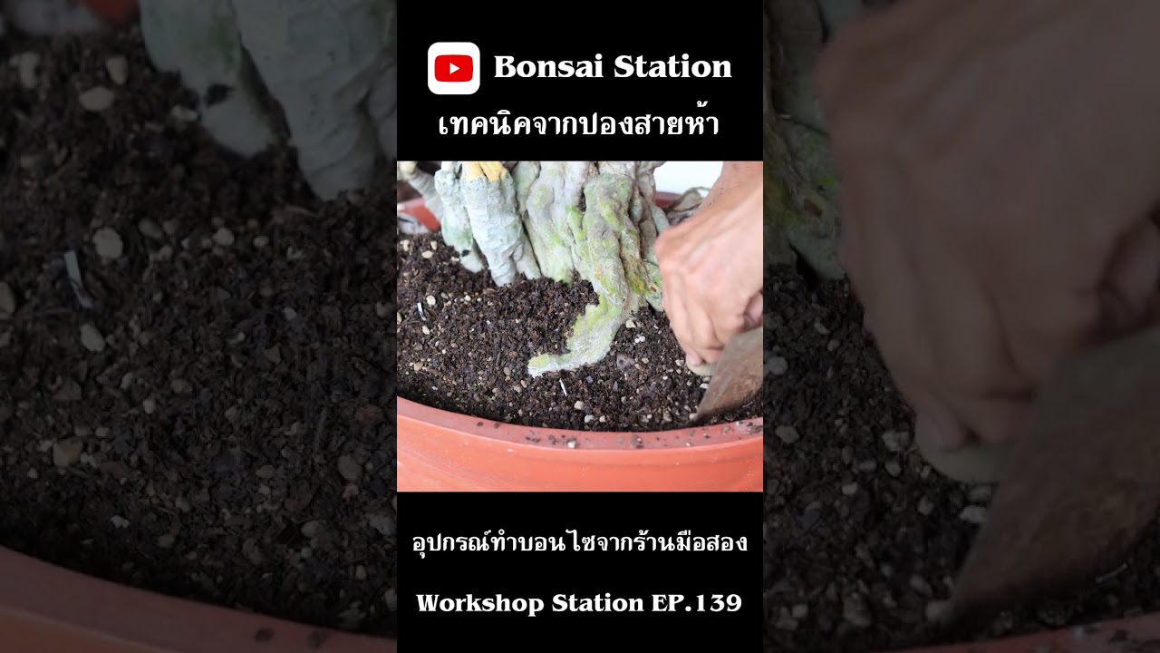 อุปกรณ์มือสองมาทำบอนไซได้ #bonsaithai #บอนไซไทย #bonsai #bonsaiwork #bonsaithailand #บอนไซมือใหม่