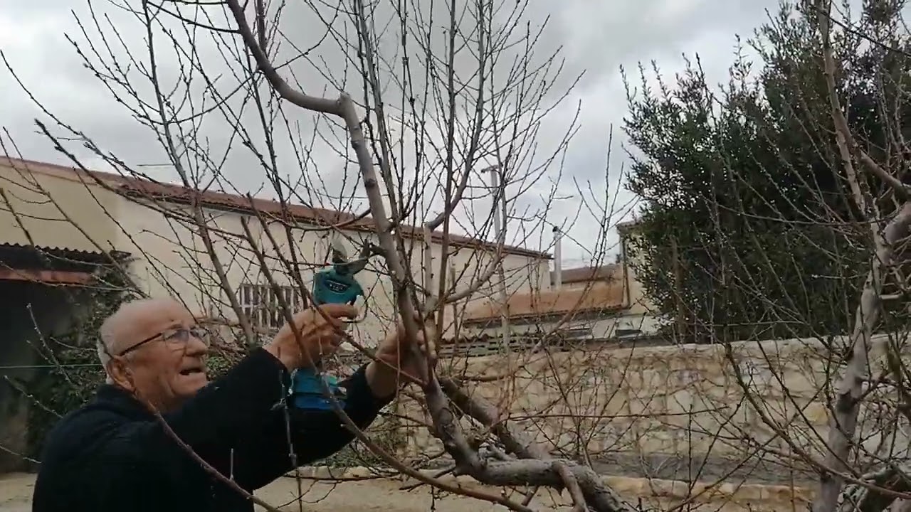 PODA DE MELOCOTONERO EN PRODUCION