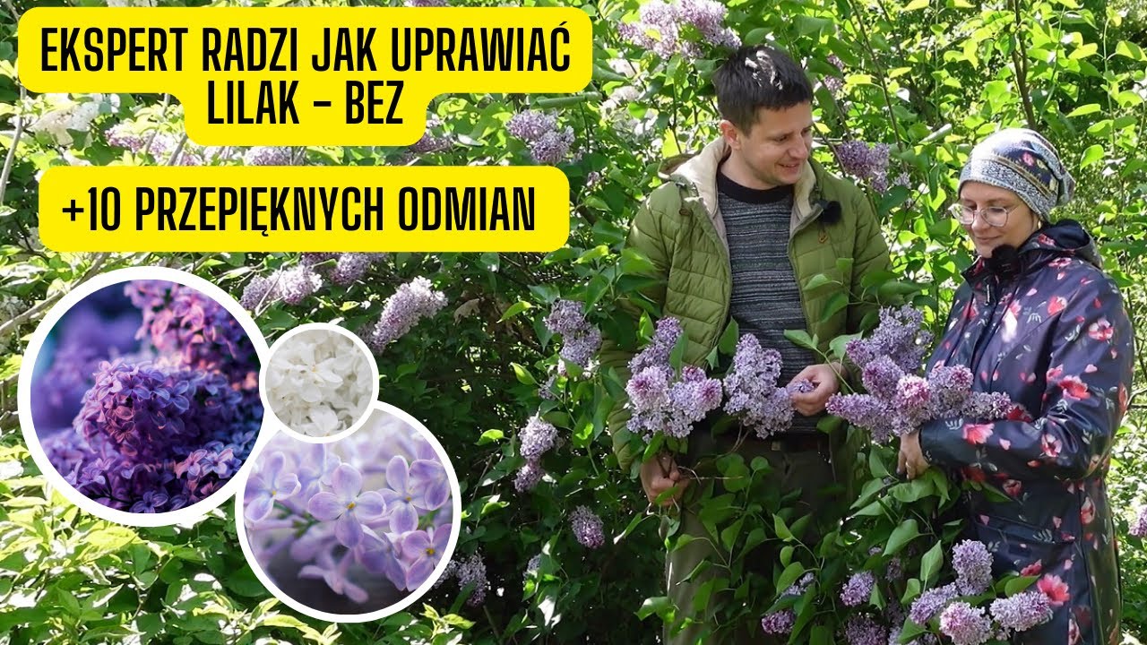 10 pięknych odmian Lilaka (Bzu) – Ekspert zdradza uprawę i ciekawe odmiany w Arboretum Wojsławice