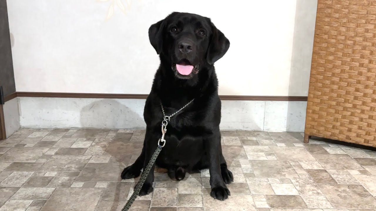 訓練済み犬　ブラックカラー　男の子