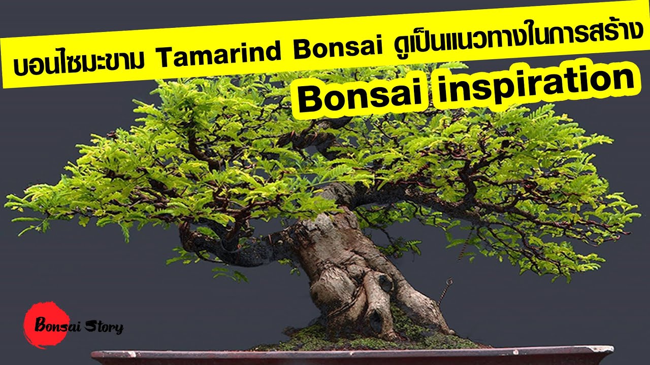 บอนไซมะขาม Tamarind Bonsai ดูเป็นแนวทางในการสร้างไม้ , มะขาม, Asam jawa bonsai, Bonsai Thailand