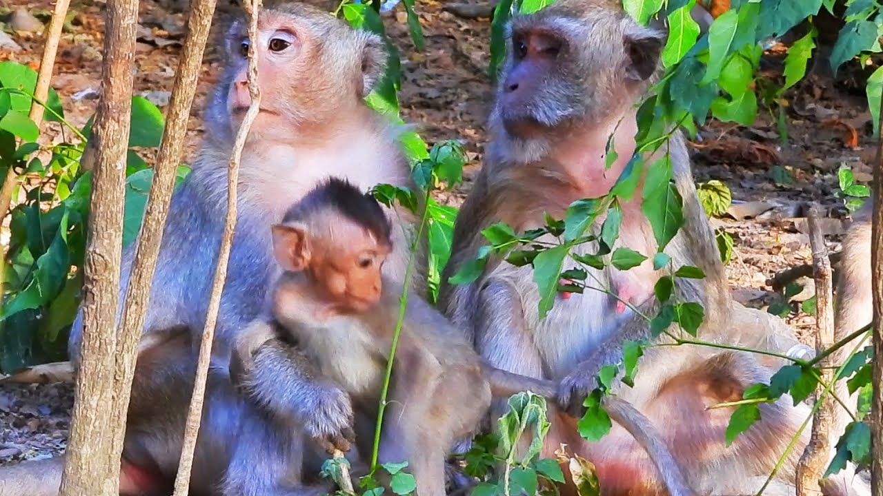 Really pity baby Vigo look so dark-side eyes | Adorable monkey lifestyle