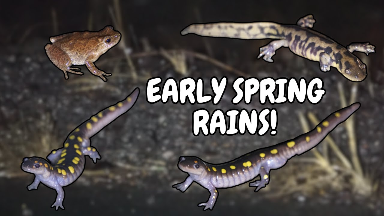 Spotted Salamanders Steal the Show!