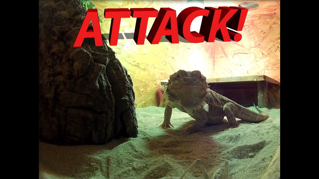 Bearded Dragon eating Menties and Larvas